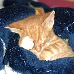 Meet your Posher, Karime